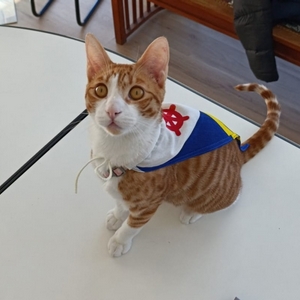 Circolo Vela Torbole - Torbi - Mascotte CVT